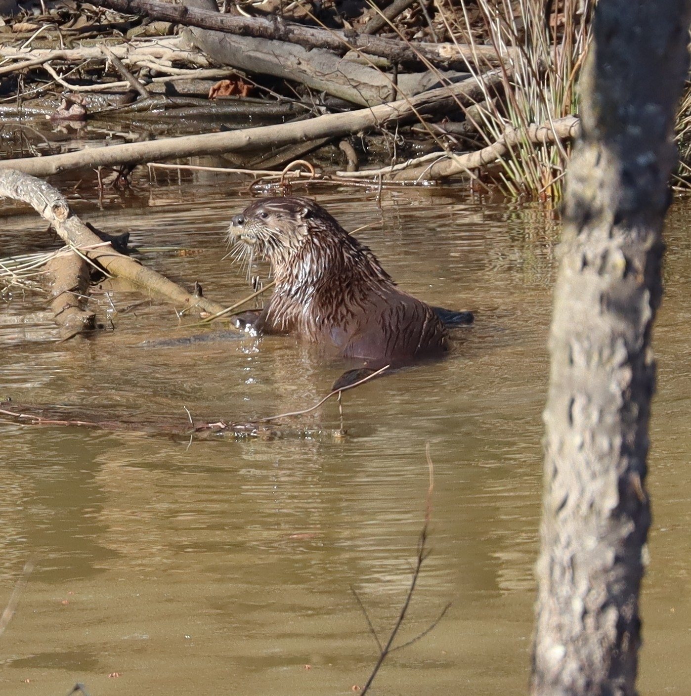 Northern snakehead